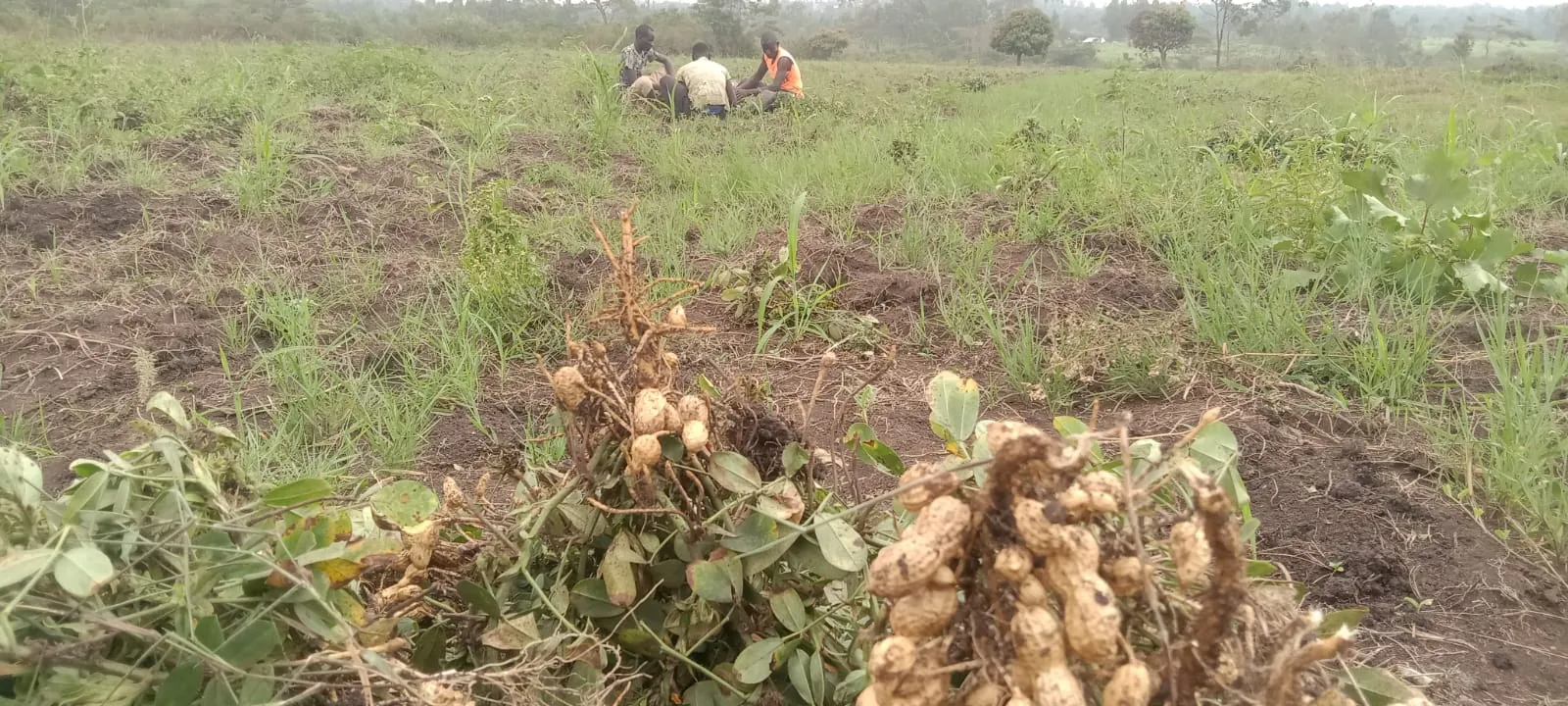 Groundnut plants pulled from the soil with pods still attached, harvesters working behind