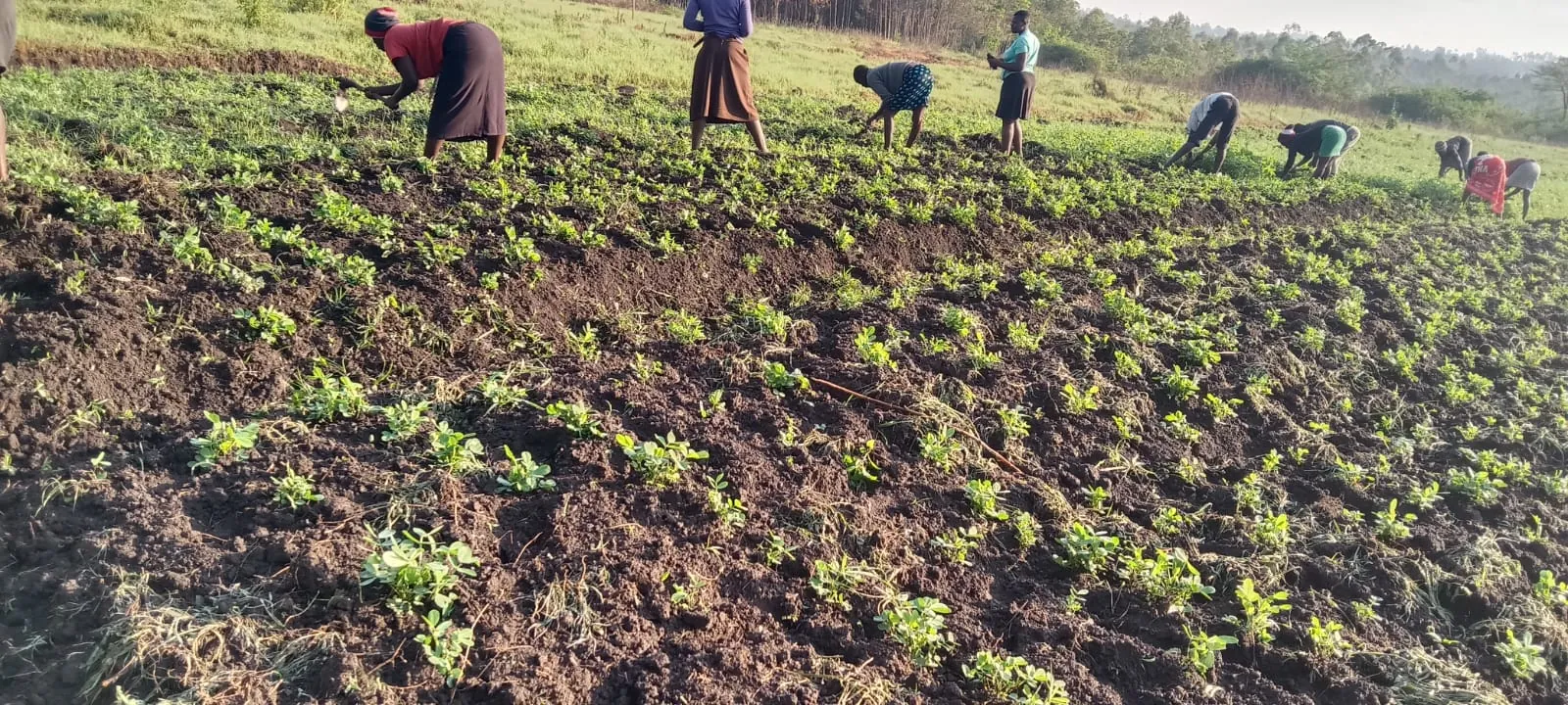 Seven people bent over weeding a young crop across a wide field